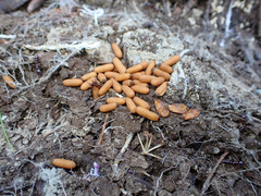 Amblyopone australis