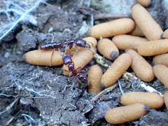 Amblyopone australis