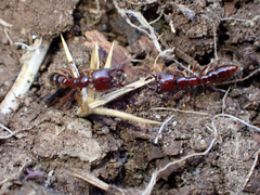 Amblyopone australis