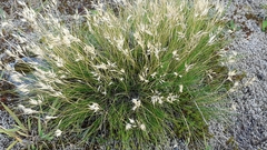 Rytidosperma setifolium