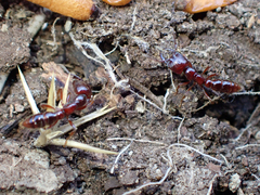 Amblyopone australis