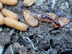 Amblyopone australis