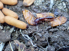 Amblyopone australis