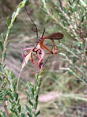 Mecoptera