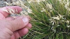 Rytidosperma setifolium