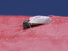 Chironomidae