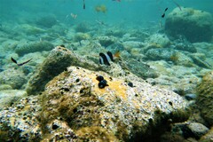 Pseudogoniistius nigripes