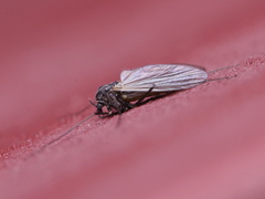 Chironomidae