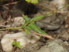 Boerhavia glabrata