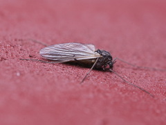 Chironomidae