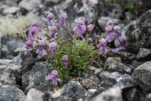 Image of Silene stenophylla by no rights reserved