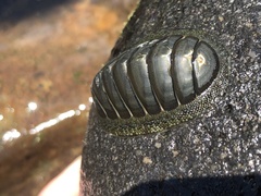 Chiton glaucus