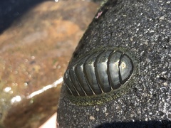 Chiton glaucus