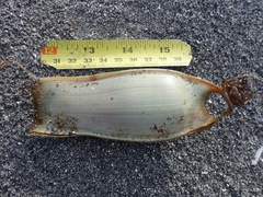 Scyliorhinus stellaris