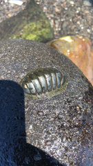 Chiton glaucus