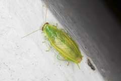 Mediastinia platycephala