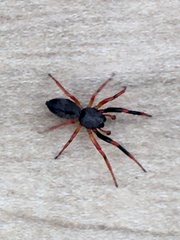 Trachelopachys