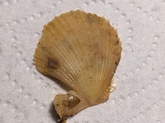 Scaeochlamys livida