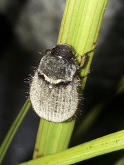 Odontria
