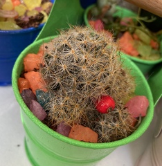 Mammillaria prolifera