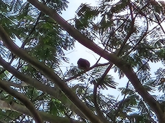 Gracula religiosa