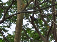 Gracula religiosa