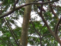 Gracula religiosa