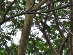 Gracula religiosa
