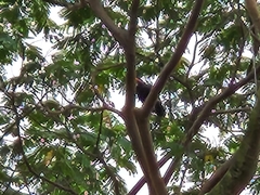 Gracula religiosa