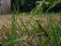 Pseudomantis albofimbriata