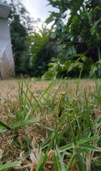 Pseudomantis albofimbriata