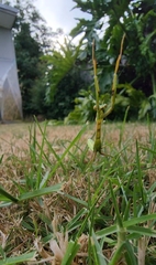 Pseudomantis albofimbriata