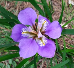 Iris unguicularis
