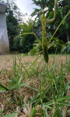 Pseudomantis albofimbriata