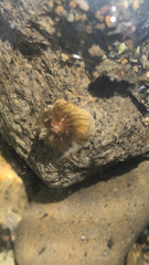 Isactinia olivacea