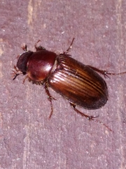 Acrossidius tasmaniae