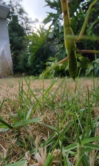 Pseudomantis albofimbriata