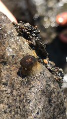 Isactinia olivacea