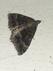 Hydriomena deltoidata