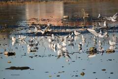 Chroicocephalus ridibundus