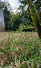 Pseudomantis albofimbriata