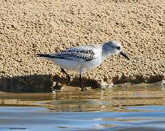 Calidris alba