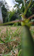 Pseudomantis albofimbriata