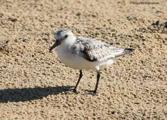 Calidris alba