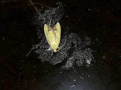 Gymnobathra flavidella