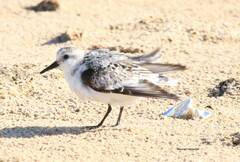 Calidris alba