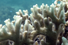 Millepora tenera