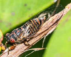 Popplepsalta notialis