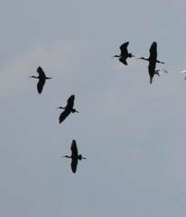 Plegadis falcinellus