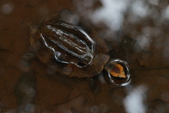 Platemys platycephala